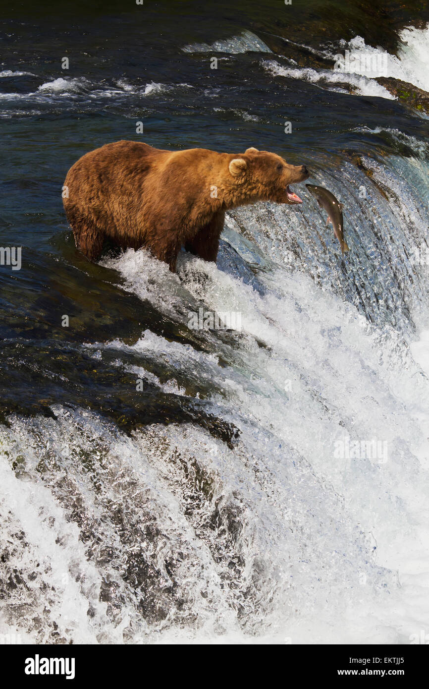 Brown Bear (Urus Arctos) catches a Sockeye salmon at Brooks Falls, Katmai National Park, Southwest Alaska Stock Photo