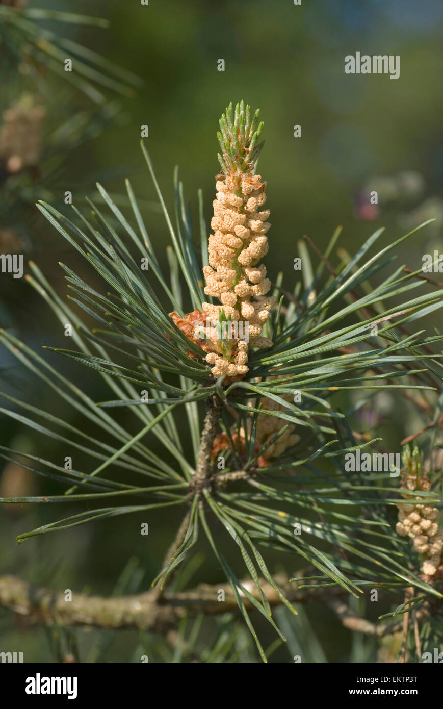 Knospe,Bud,Trieb,Triebspitze,Shoot,Young Shoot,Bluete,Blossom,Bloom,Pinus sylvestris,Waldkiefer, Gemeine Kiefer, Rotfoehre,Forch Stock Photo