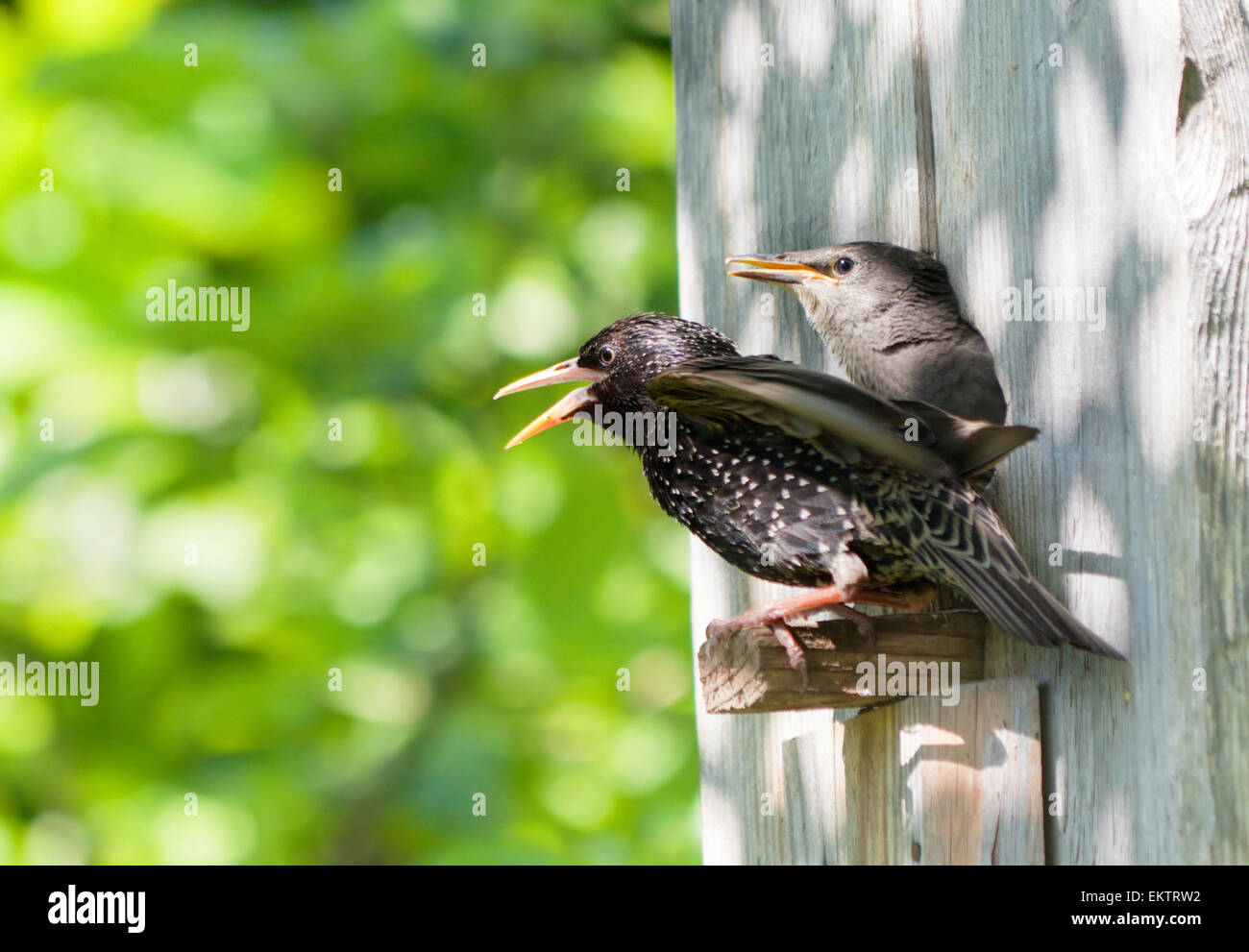 starling and his nestling Stock Photo
