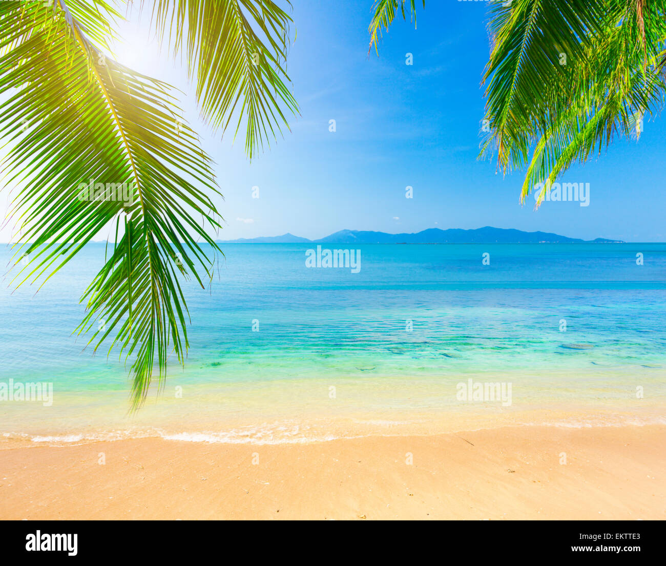 Palm and tropical beach Stock Photo - Alamy