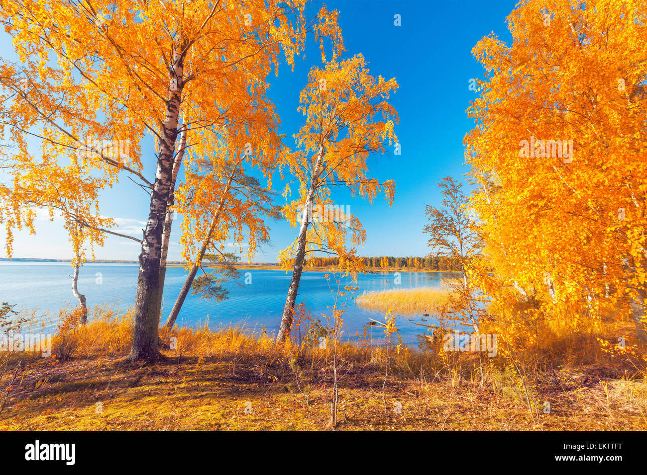 Autumnal Park. Autumn Trees and Leaves Stock Photo