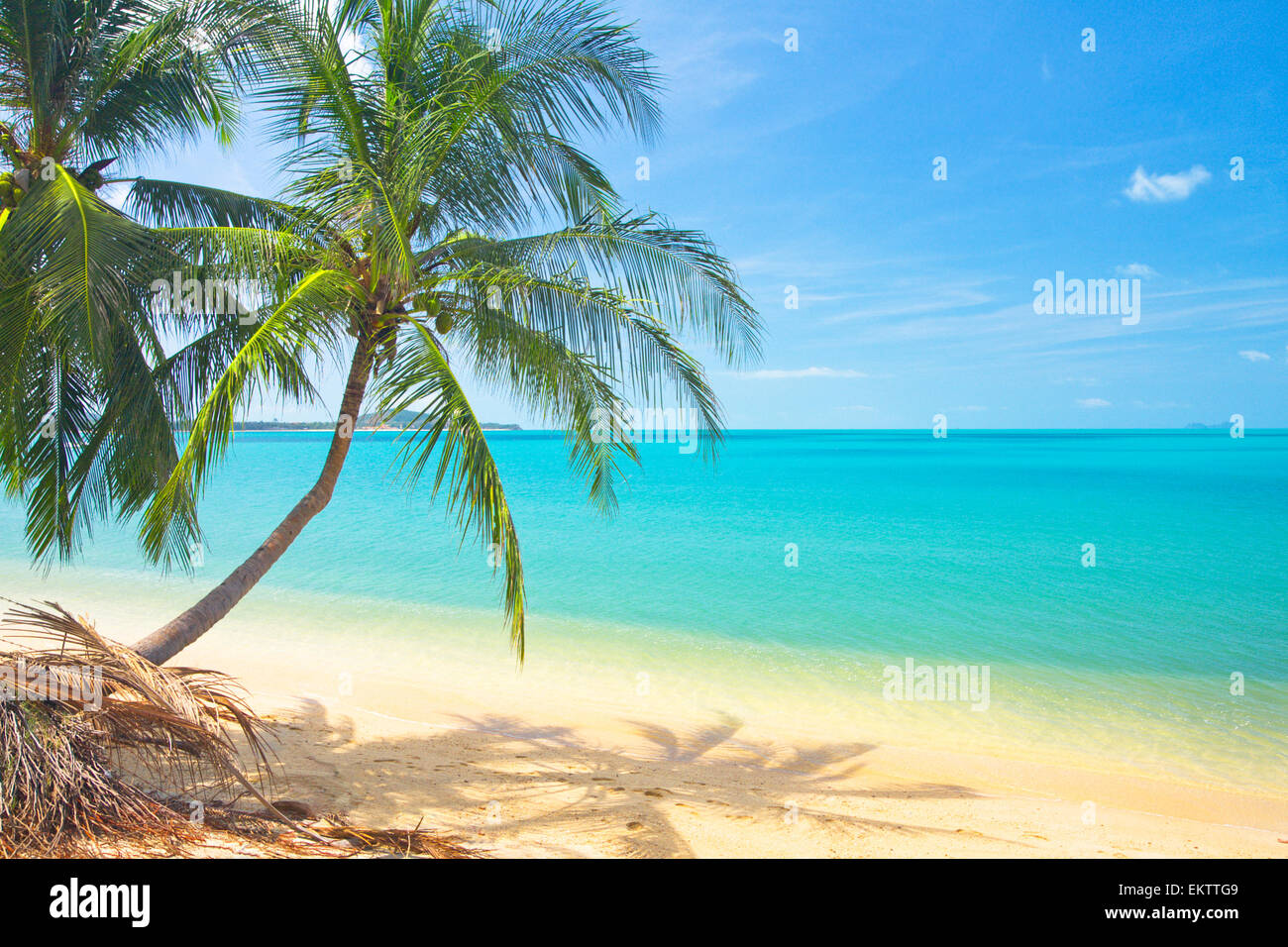 tropical beach with coconut palm and sea Stock Photo - Alamy