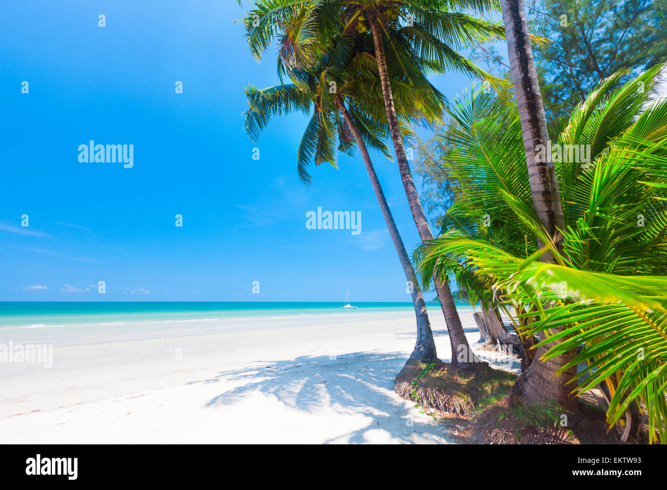 Beach with palm tree hi-res stock photography and images - Alamy