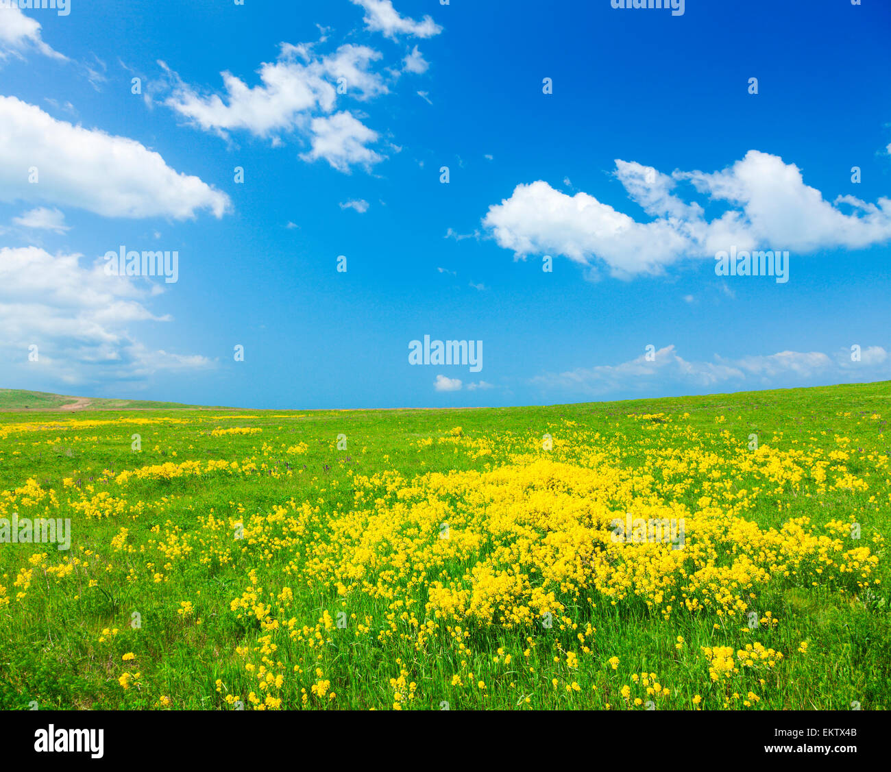 Green field with flowers under blue cloudy sky Stock Photo - Alamy
