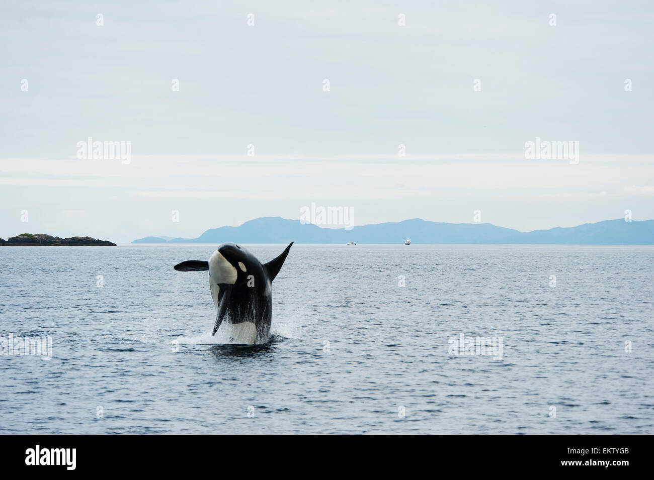 A killer whale breaches in Prince William Sound, Southcentral Alaska Stock Photo