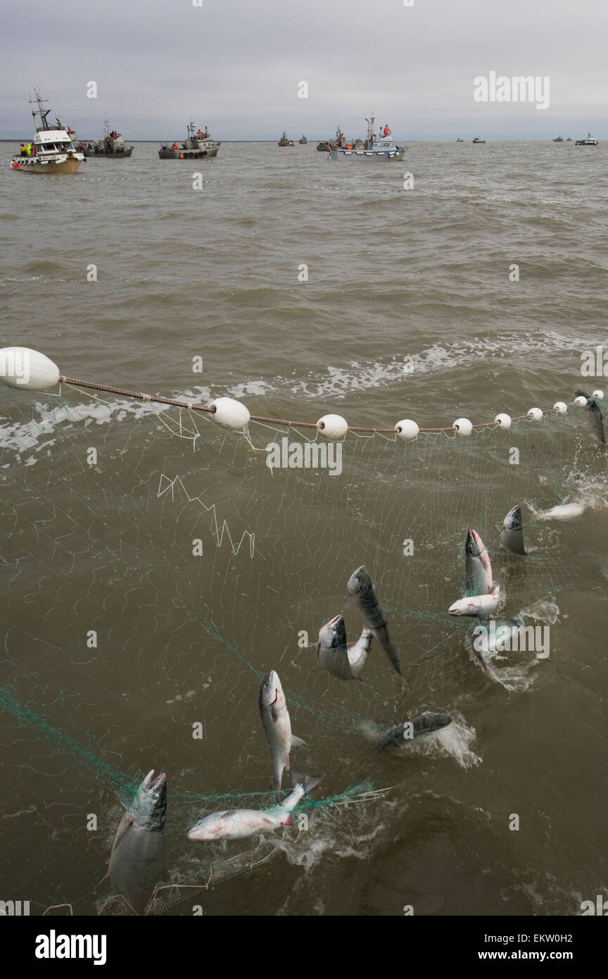 Salmon in gill nets in Bristol Bay, Alaska Stock Photo Alamy