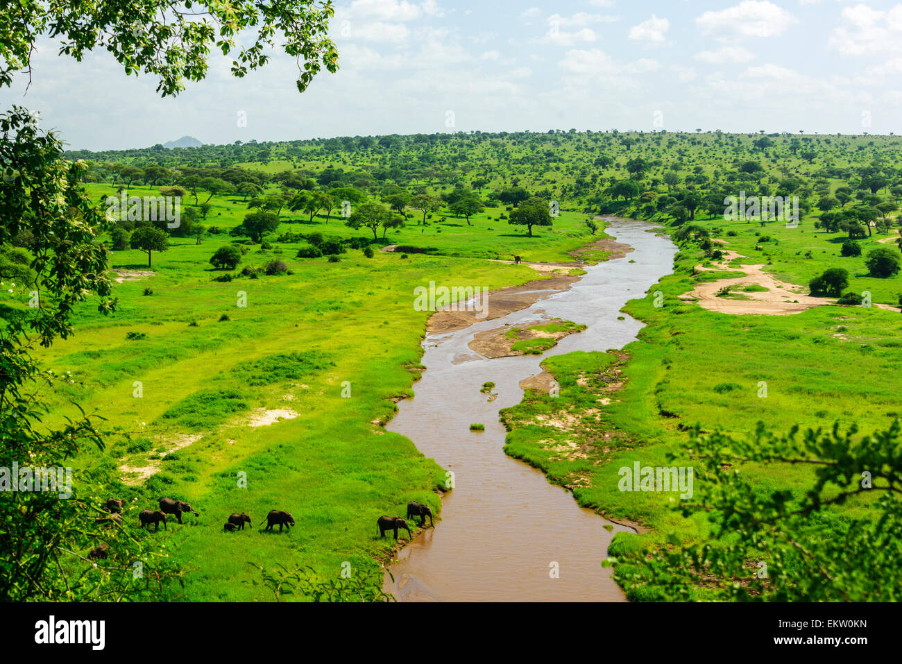 Loxodonta africana landscape with Elephants drinking water in Trangire River in Tarangire National Park, Manyara Region,Tanzania Stock Photo