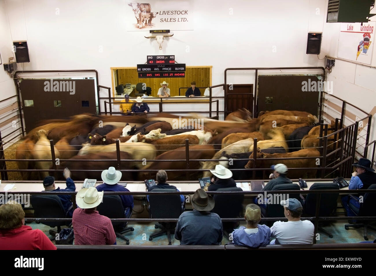 A Cattle Auction;Saskatoon Saskatchewan Canada Stock Photo Alamy