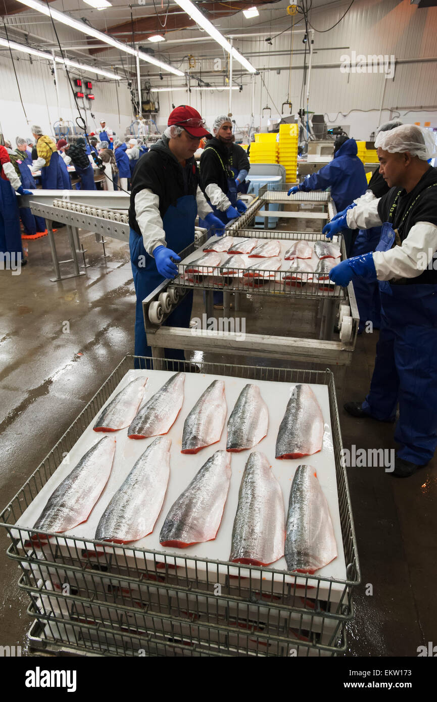 Crew preparing salmon fillets for the freezer, Naknek, Bristol Bay