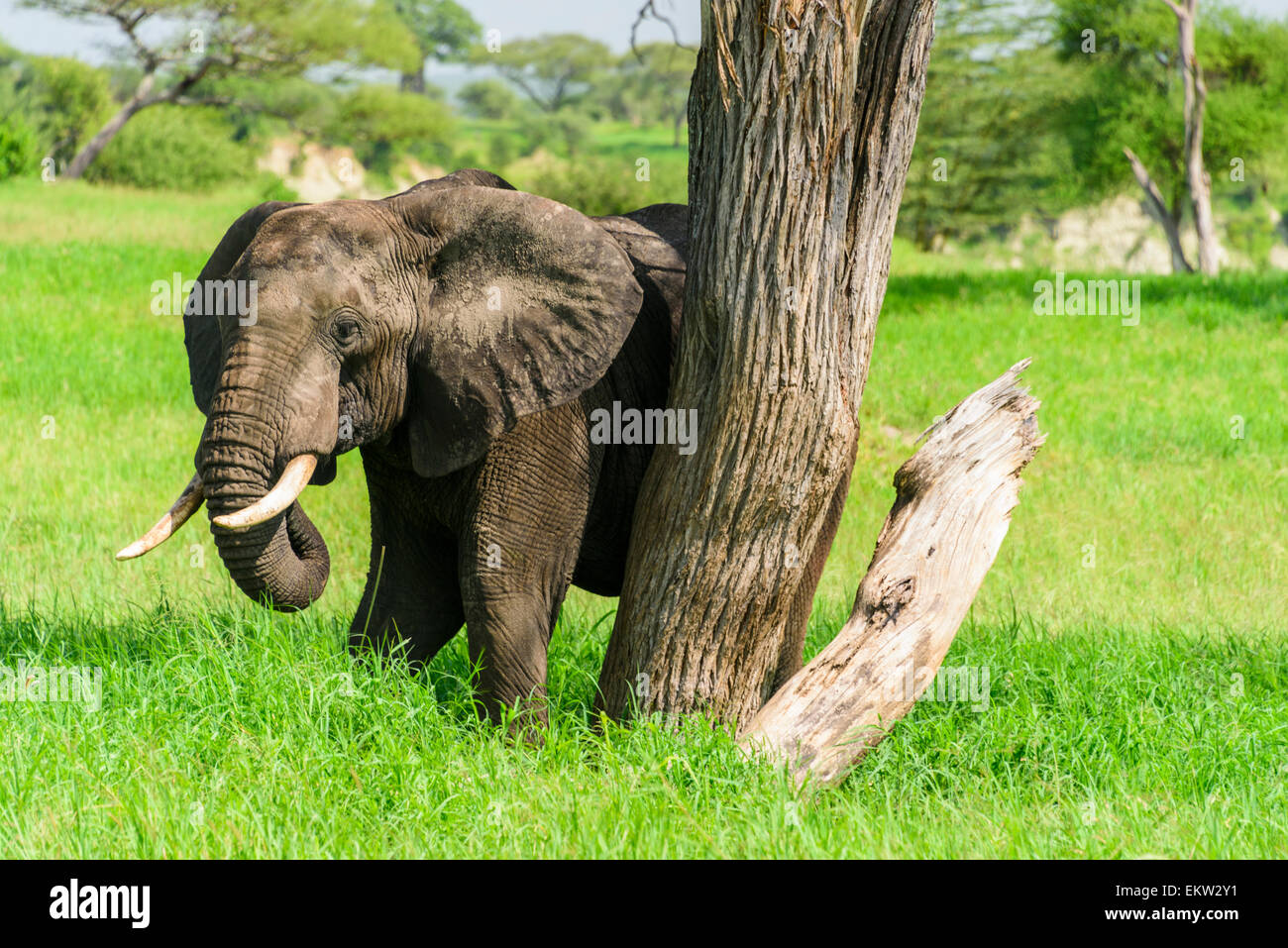 Loxodonta africana portrait of an Elephant in Tarangire National Park, Manyara Region,Tanzania Stock Photo