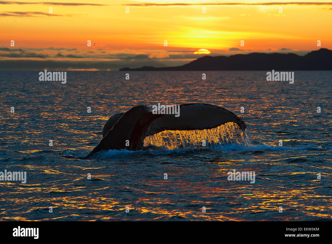 Scenic view of a Humpback whales tail as it dives down at sunrise in Prince William Sound. Stock Photo