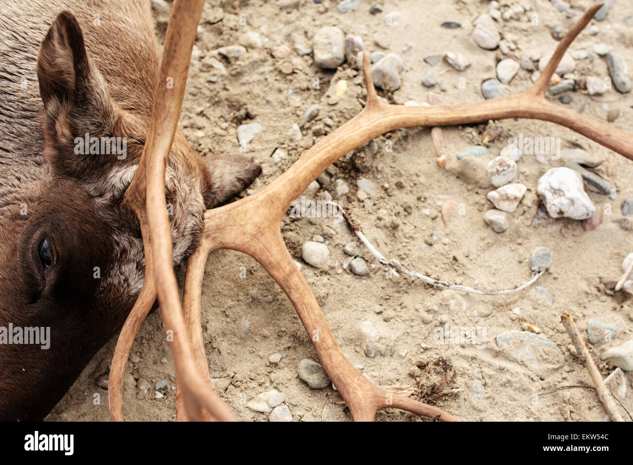 Close up of a dead caribou's head and antlers after being shot on a hunt, Tok, Alaska Stock Photo