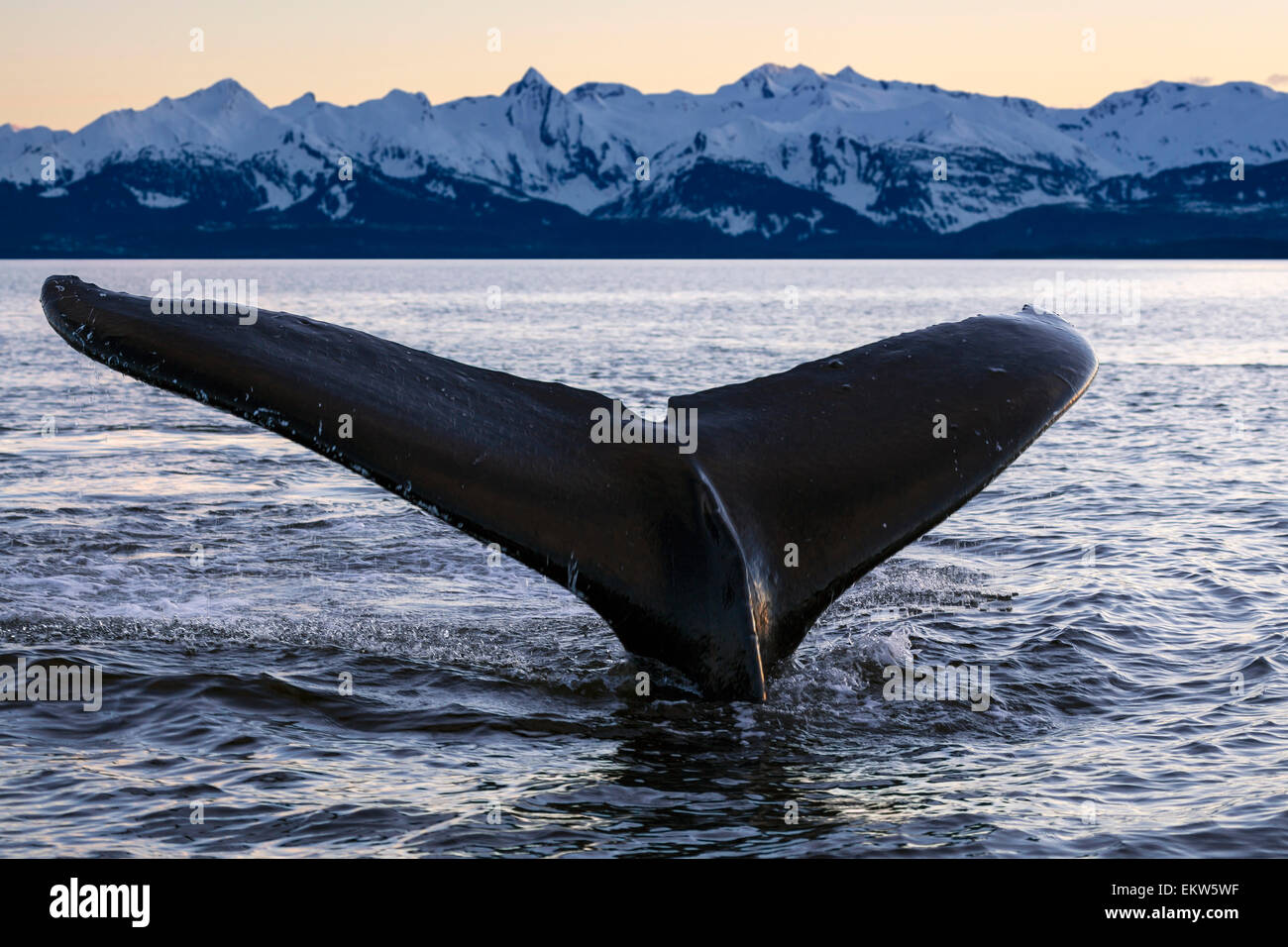 View of Humpback whale lifting its tail as it dives under the surface ...