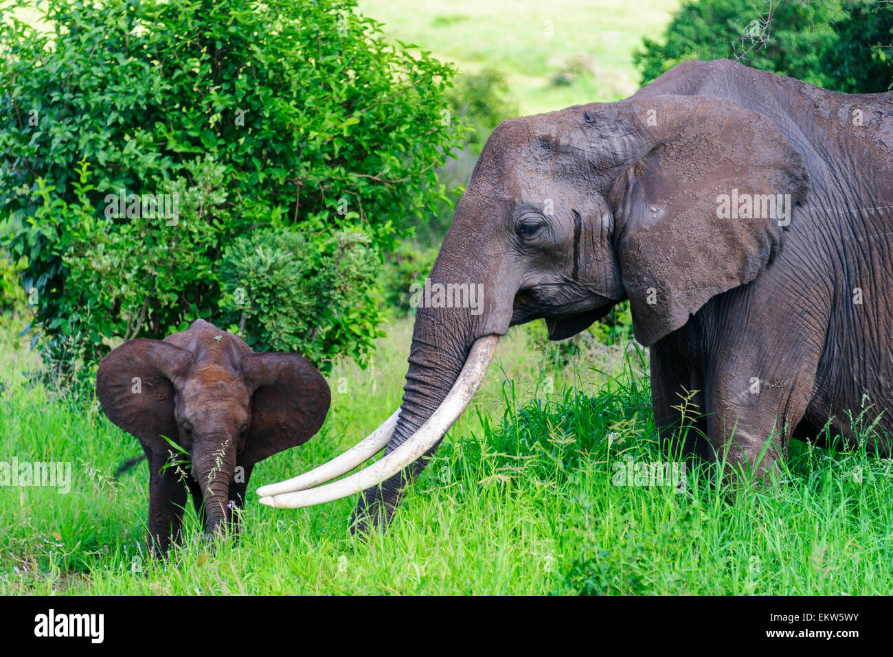 Loxodonta africana portrait of Elephant family in Tarangire National Park, Manyara Region,Tanzania Stock Photo