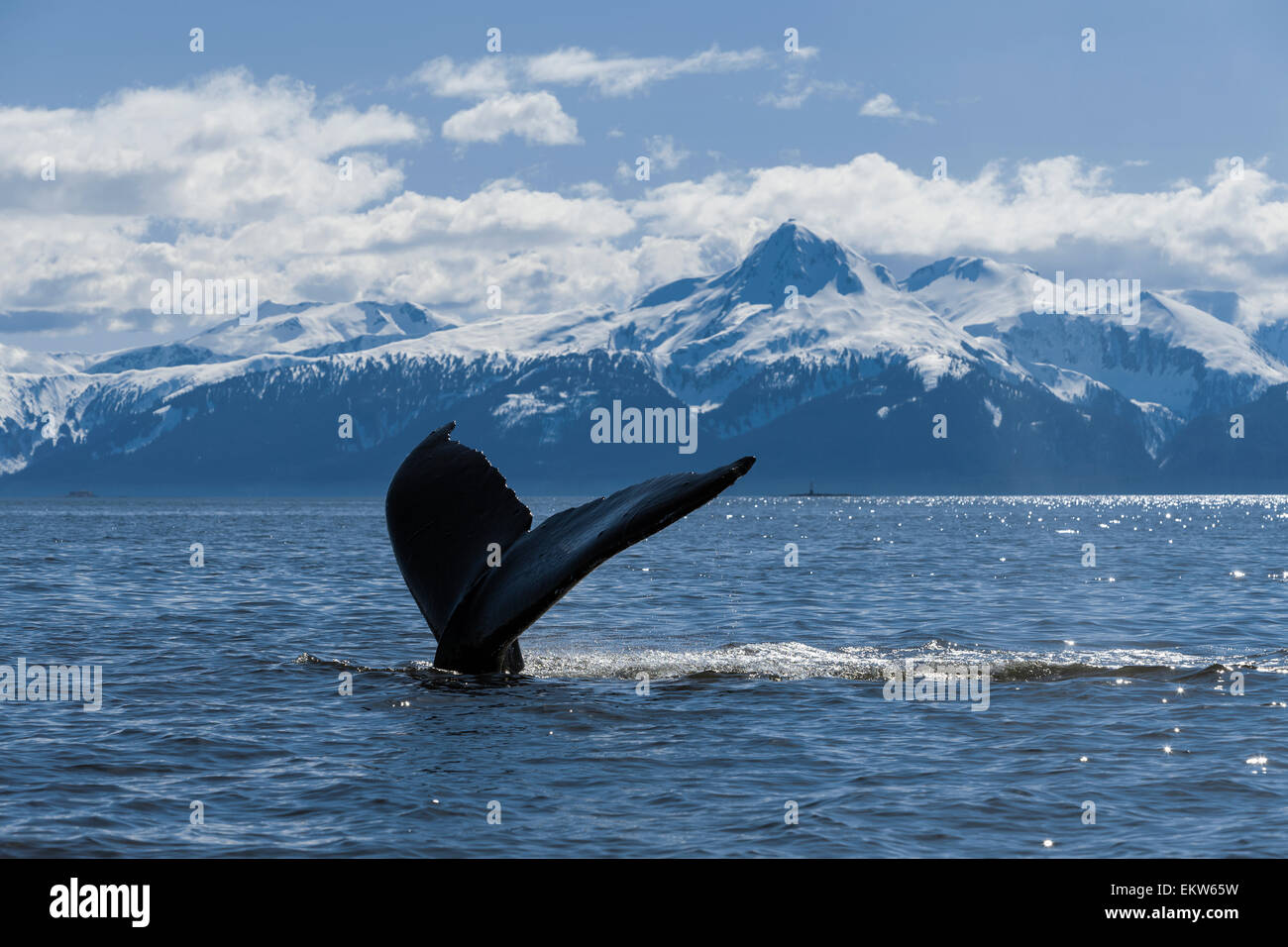 View of Humpback whale lifting its tail as it dives under the surface ...