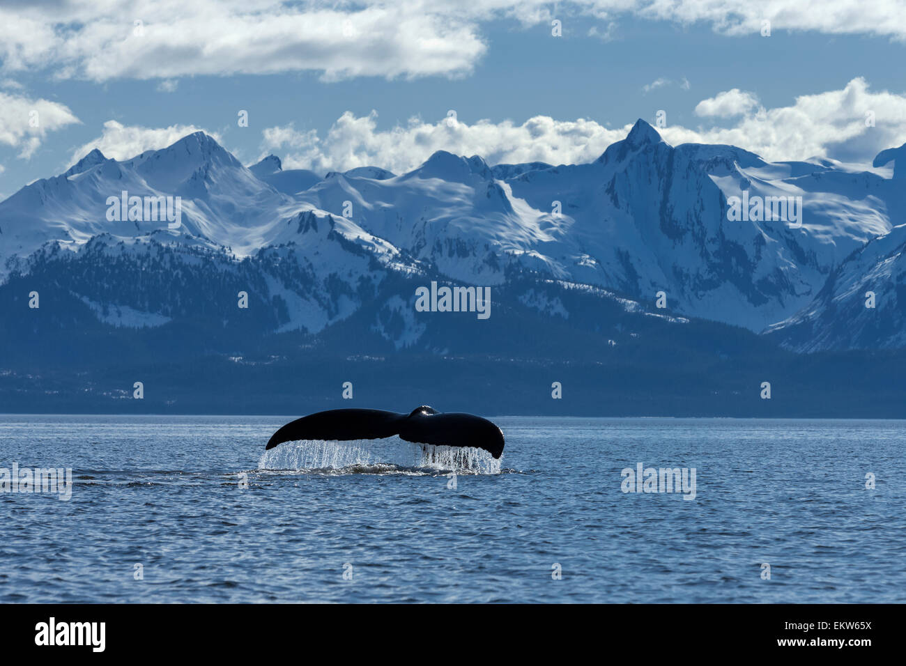View of Humpback whale lifting its tail as it dives under the surface ...