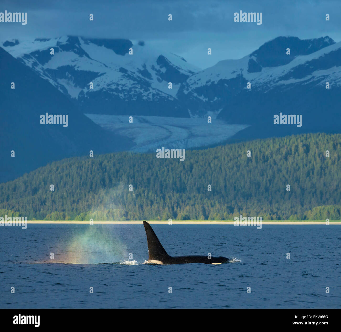 Alaska,Orca Whale,Wildlife,Whale,Diving Stock Photo