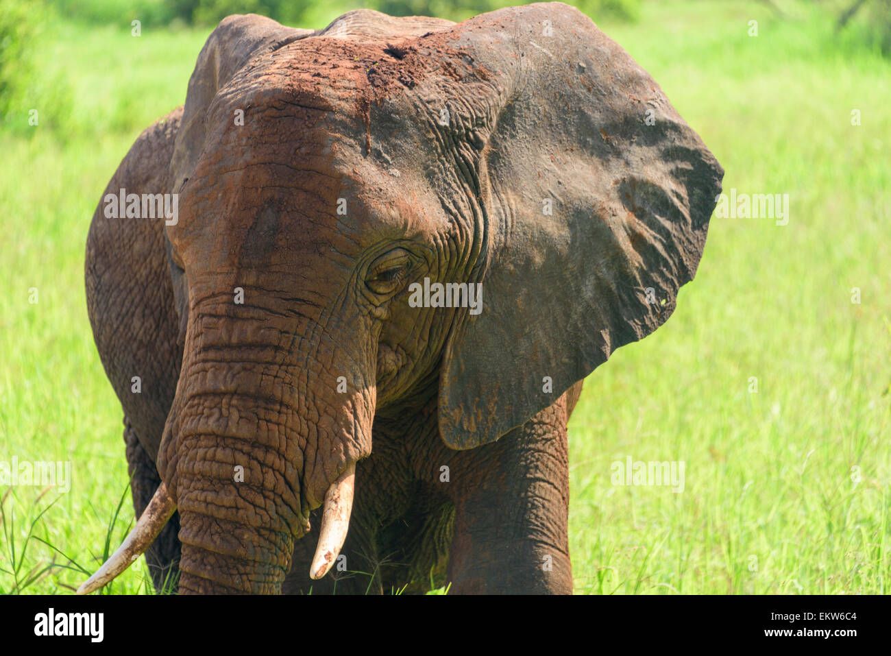 Loxodonta africana, tembo, ndovu, portrait of an Elephant in Tarangire National Park, Manyara Region,Tanzania Stock Photo