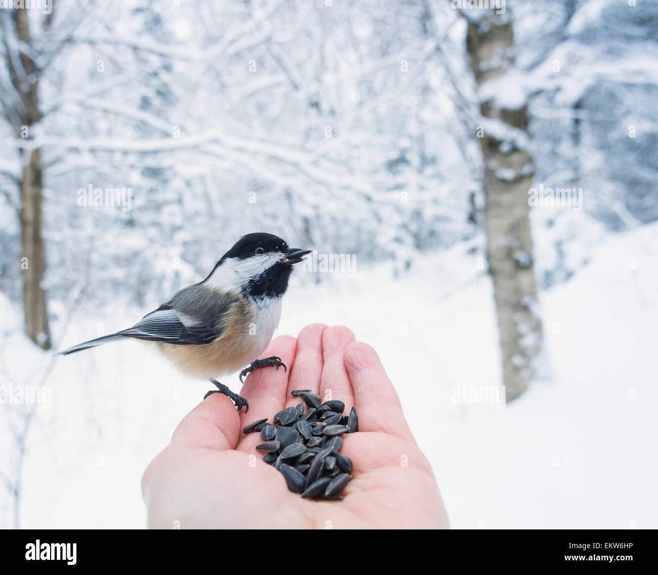 Hand feeding a blackcapped chickadee sunflower seeds; Ontario, Canada