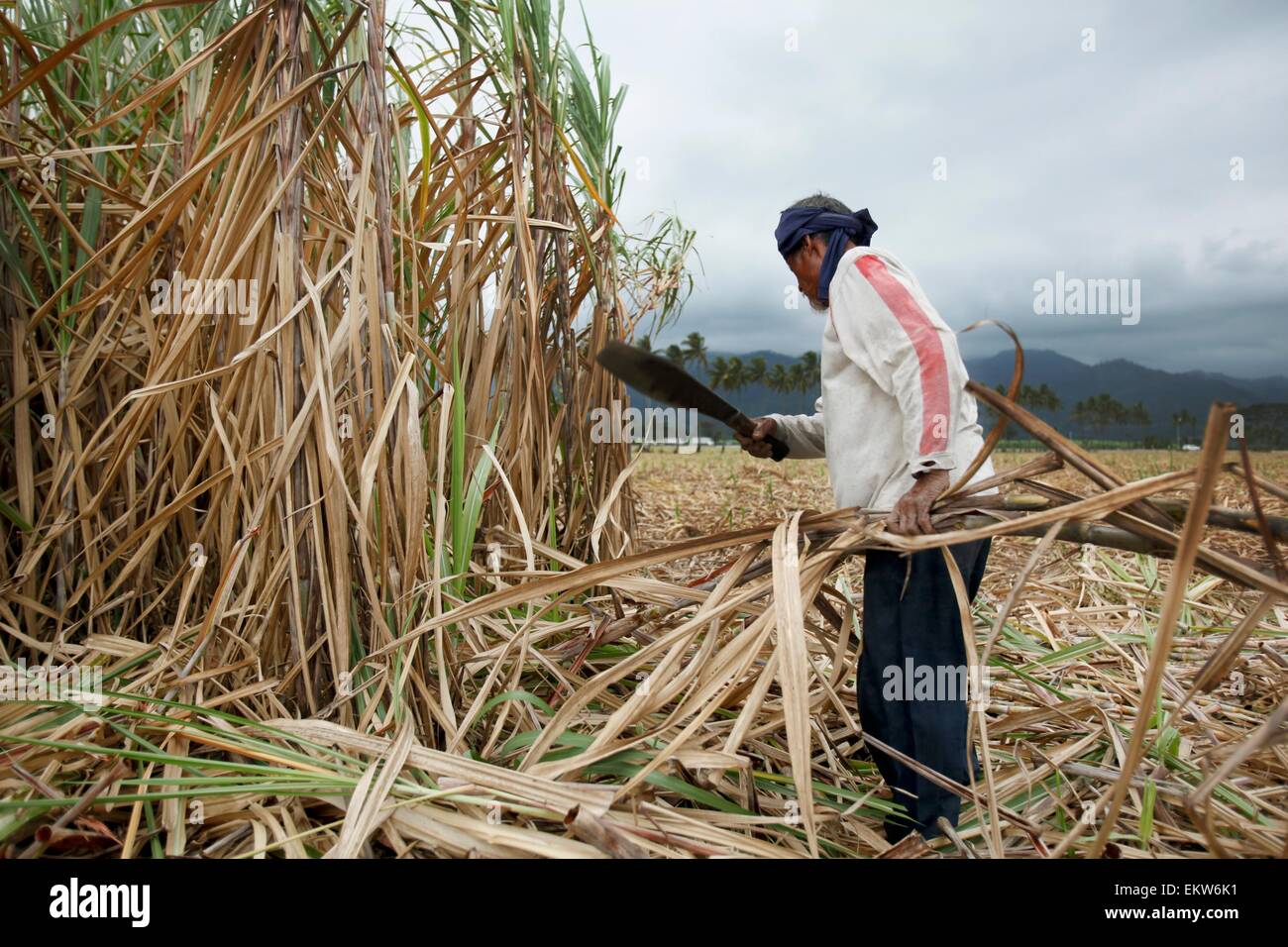 Negros philippines sugar cane hires stock photography and images Alamy