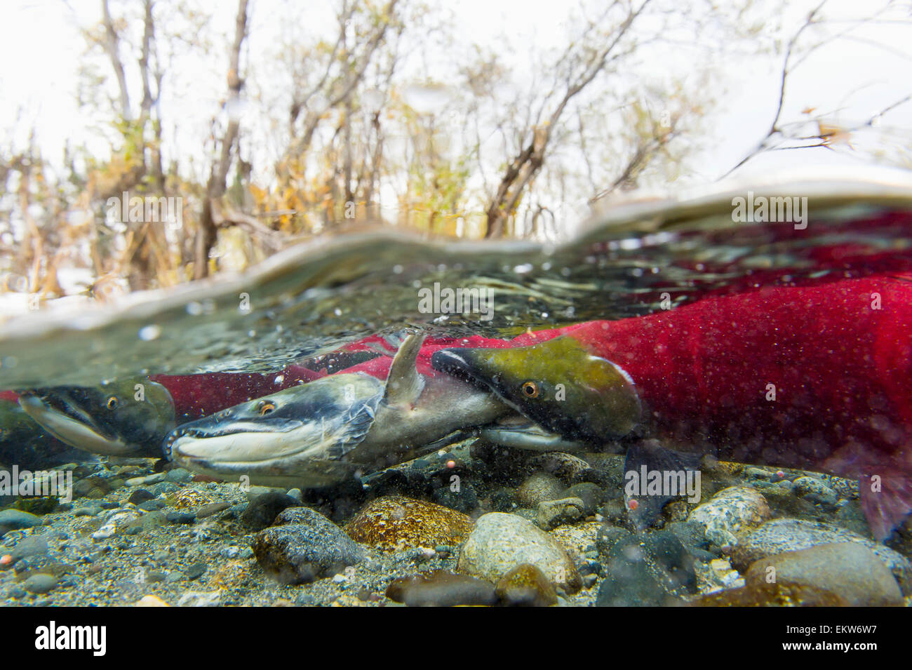Two male Sockeye salmon fighting for a spawning area, Gulkana River near Paxon, Southcentral