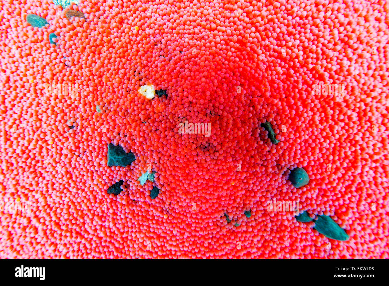 Close up of salmon roe in an incubator at a fish hatchery near Paxon