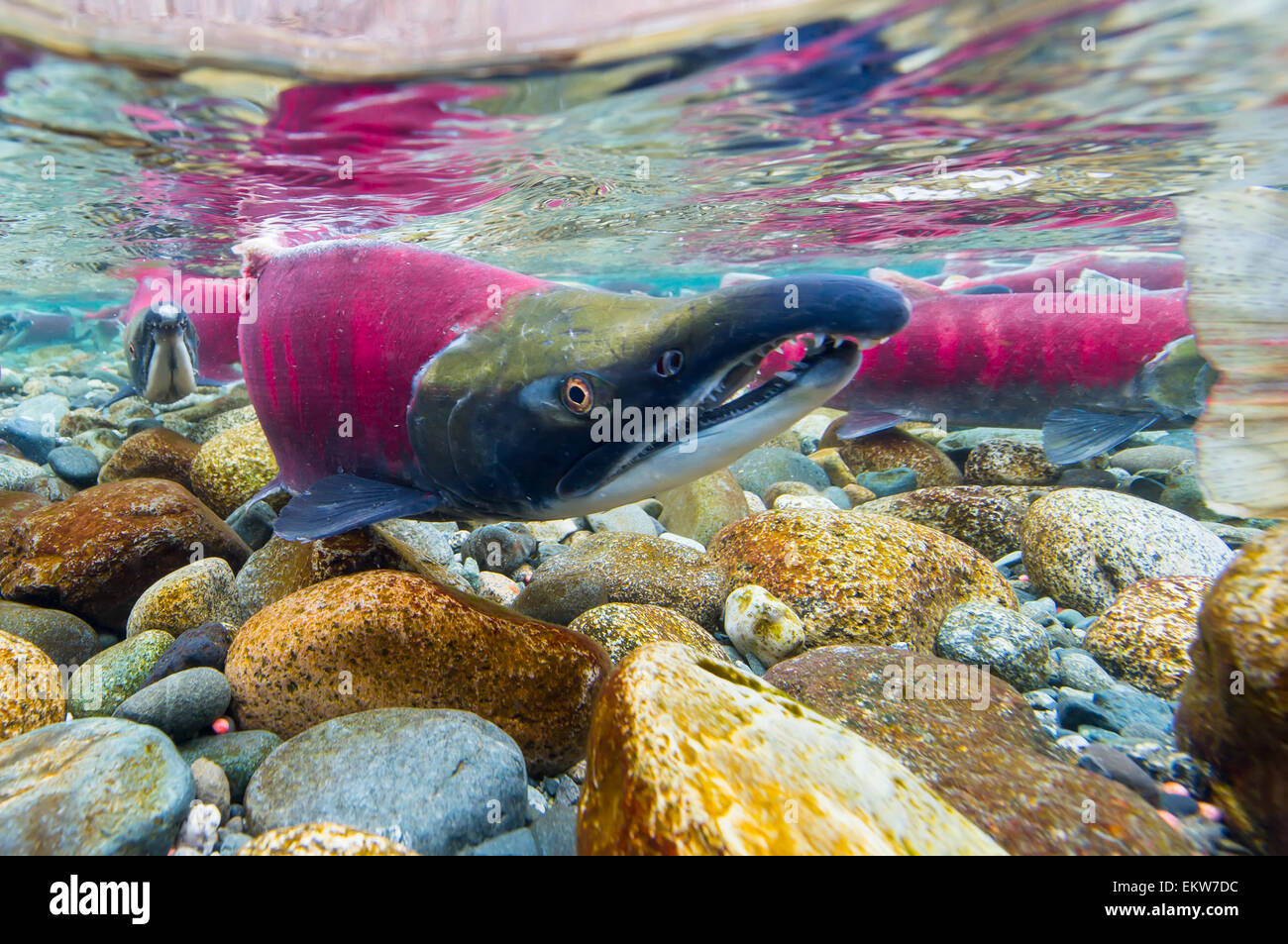 Underwater view of Sockeye salmon, Gulkana River, Southcentral Alaska Stock Photo Alamy