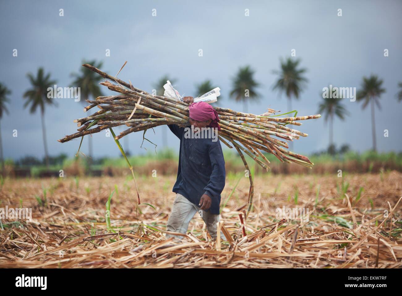 Negros philippines sugar cane hires stock photography and images Alamy
