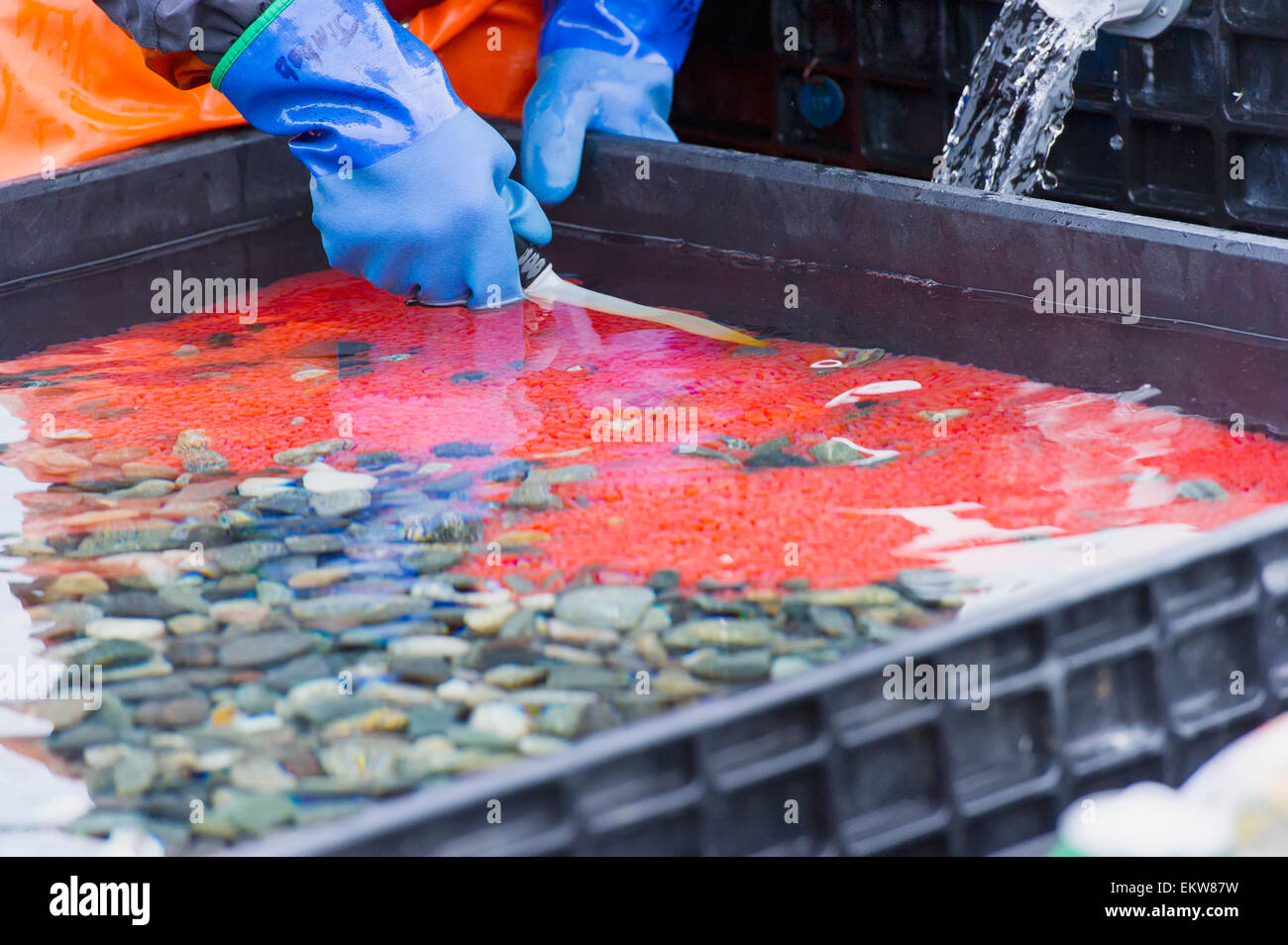 Workers at a fish hatchery near Paxon fertilize Sockeye Salmon roe in