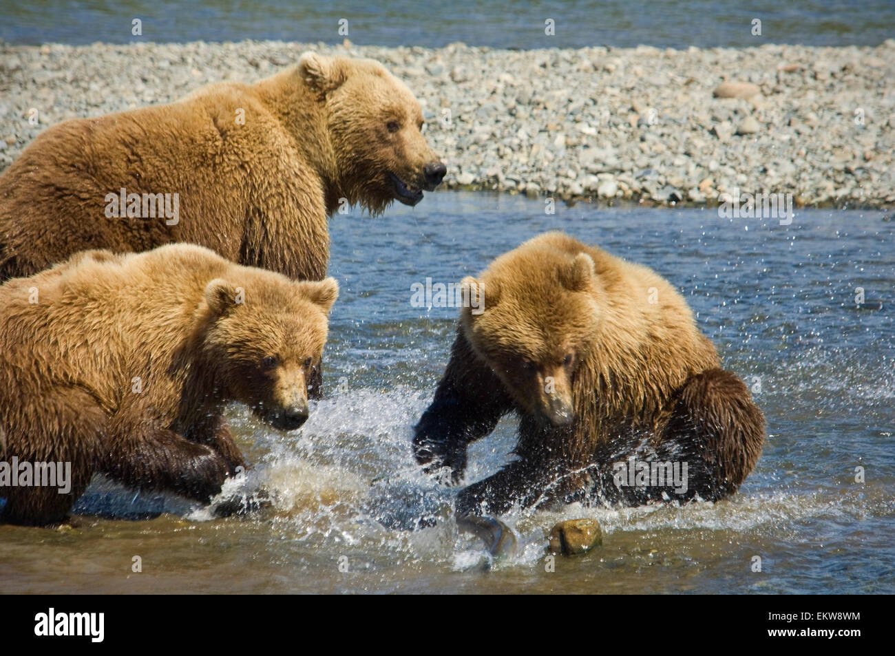 Mother Brown Bear And Her Cubs Chase Salmon At Mikfik Creek During ...