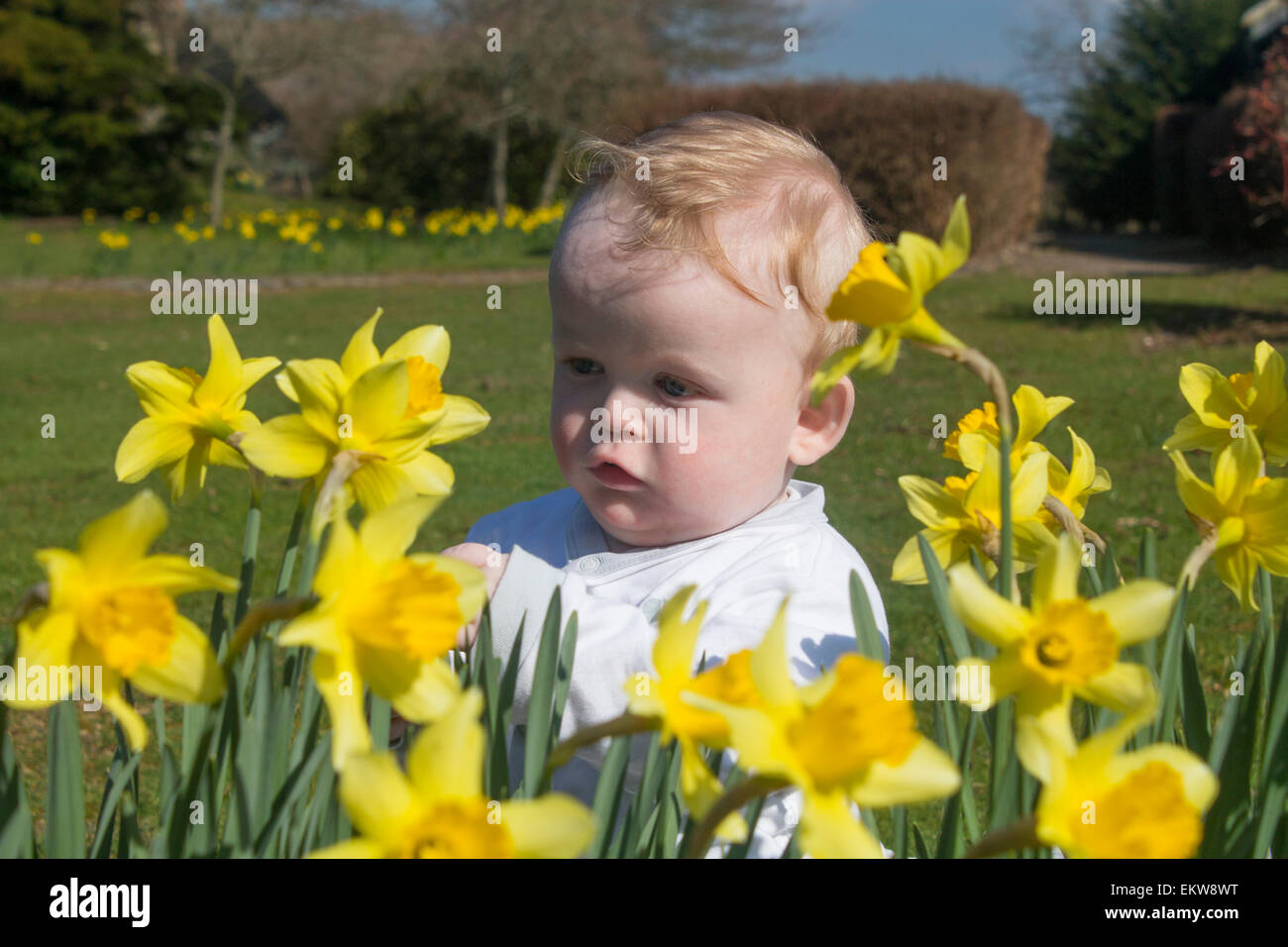 Baby boy aged around 9 months sitting on grass looking at daffodils wearing white suit Wales UK Stock Photo