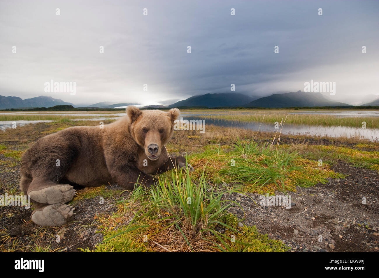 Coastal Brown Bear Sow Resting During High Tide At Hallo Bay Katmai ...