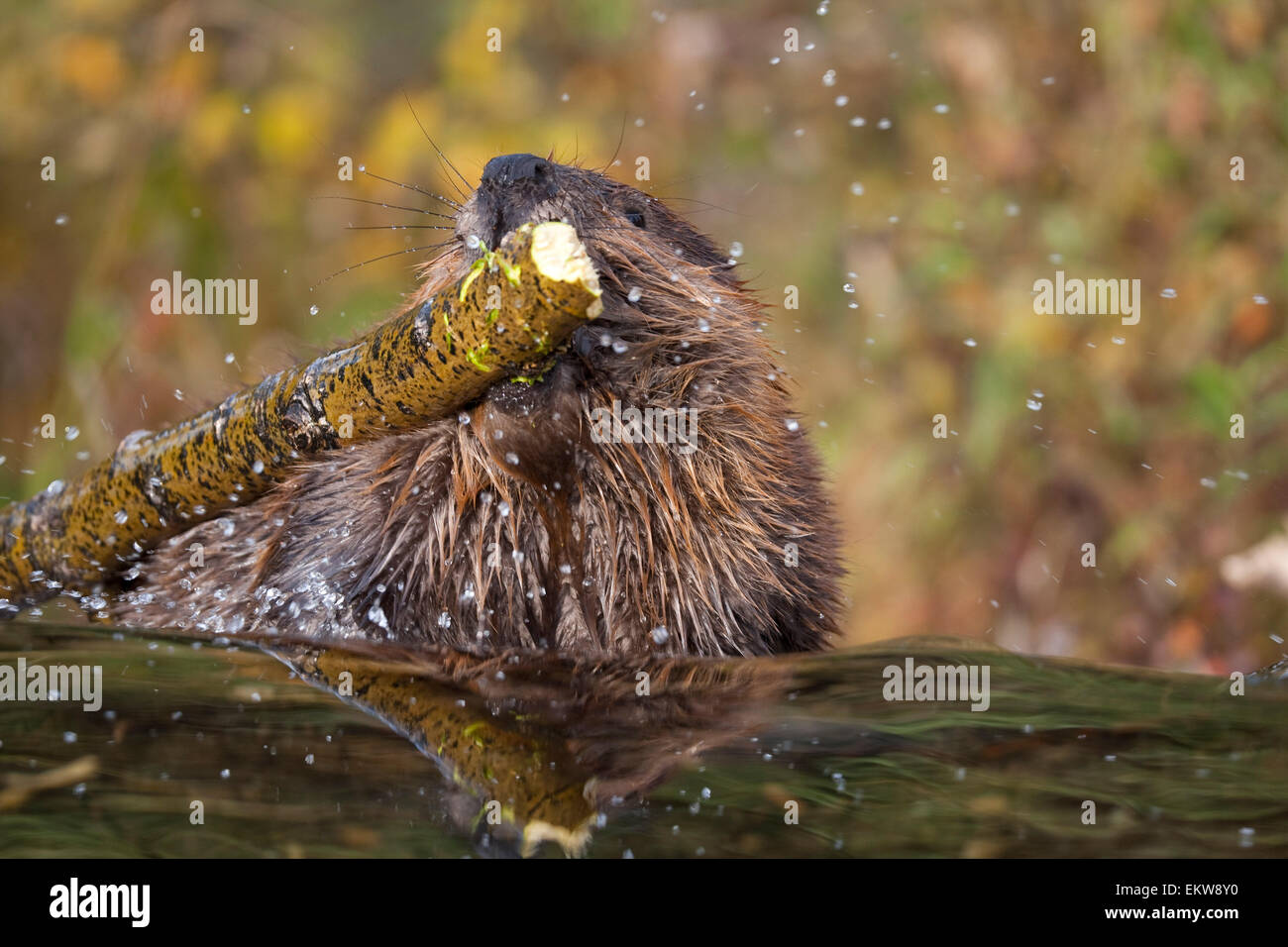 Beaver chewing log hi-res stock photography and images - Alamy