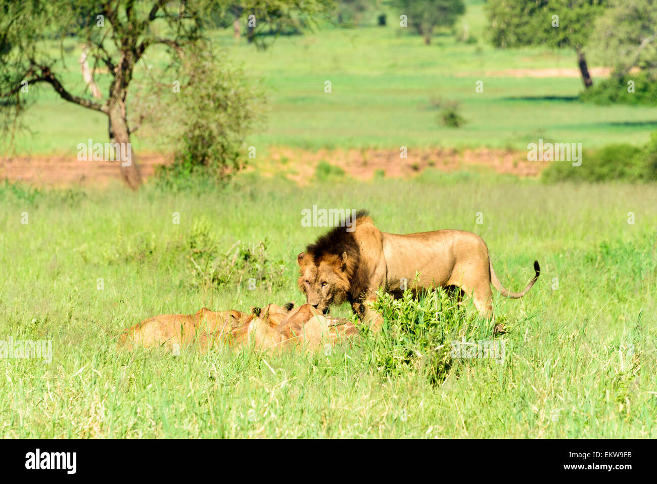 Panthera leo, Simba,  group of Lions hunting in Tarangire National Park, Tanzania, Africa. Stock Photo