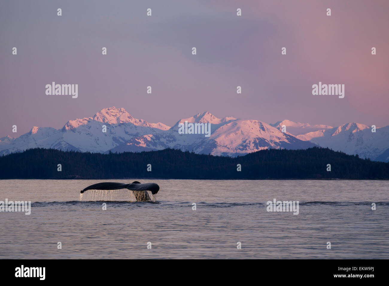 Alaska Humpback Whale Lynn Canal Stock Photo Alamy alaska-humpback-whale-lynn-canal-stock-photo-alamy