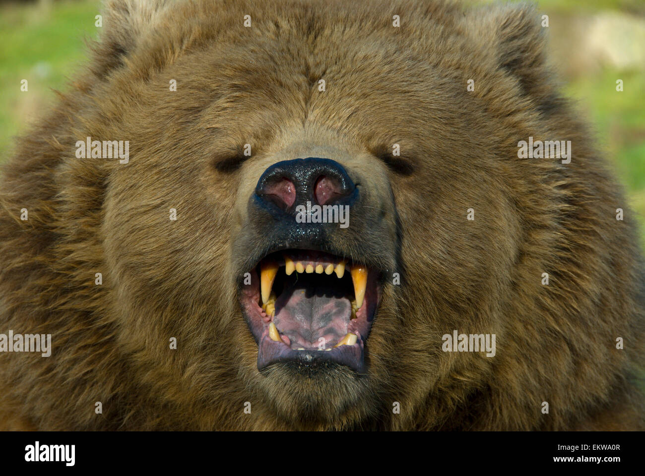 Close-Up Of A Snarling Brown Bear With Teeth Bared In Game Park, Washington  Stock Photo - Alamy