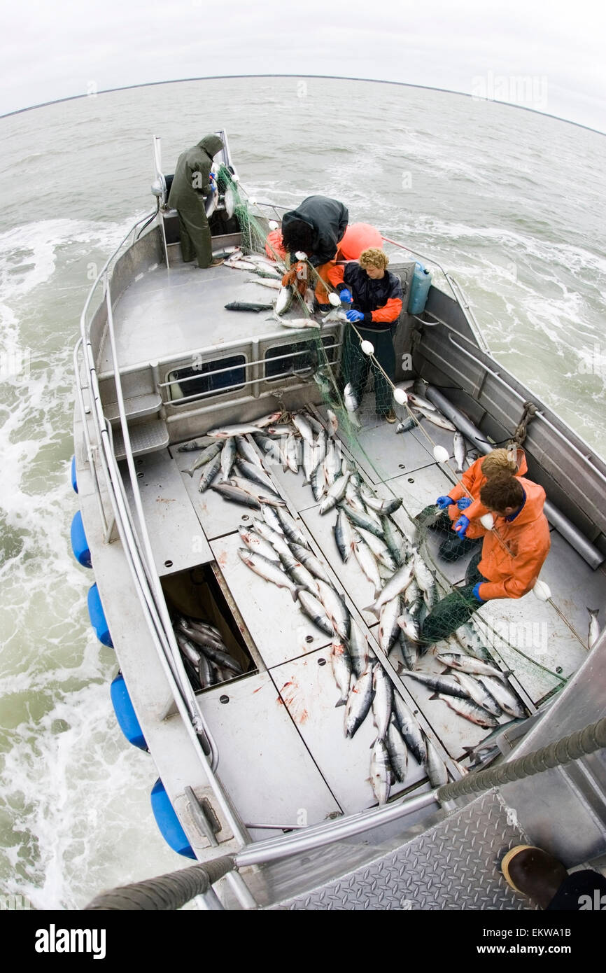 Commercial Fisherman Untangle Sockeye Salmon From A Aboard A Commercial Fishing Boat