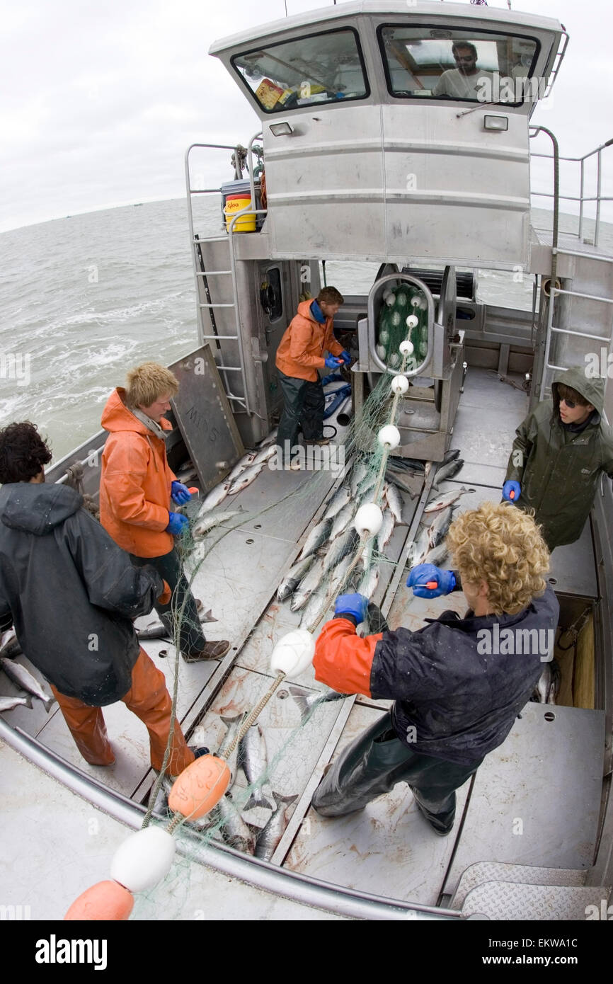 Commercial Fisherman Untangle Sockeye Salmon From A Aboard A