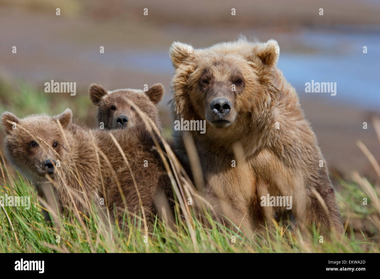 Coastal Brown Bear Sow With Her Two Spring Cubs At Hallo Bay, Katmai ...