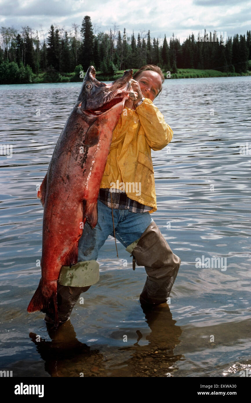 Fisherman Holding 76Lb King Salmon Moose River Kp Alaska Stock Photo