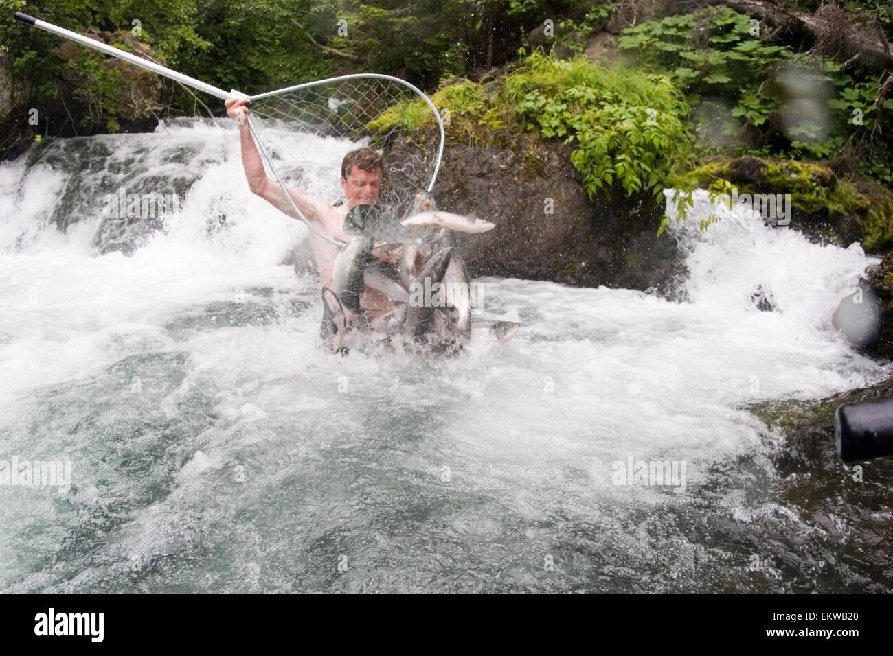 Fisherman Holding A Dipnetwith Fish Caught In Net As He Falls Backward Into The Water China Poot Creek Kenai Peninsula Alaska Stock Photo
