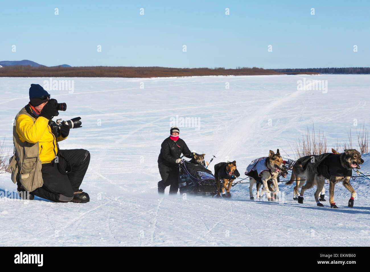 Photographer,Sled Dog,Iditarod,Jeff Schultz Stock Photo