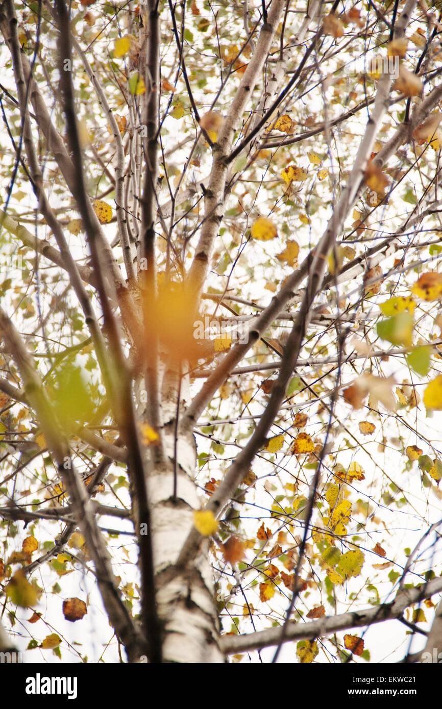 colorful autumn Stock Photo