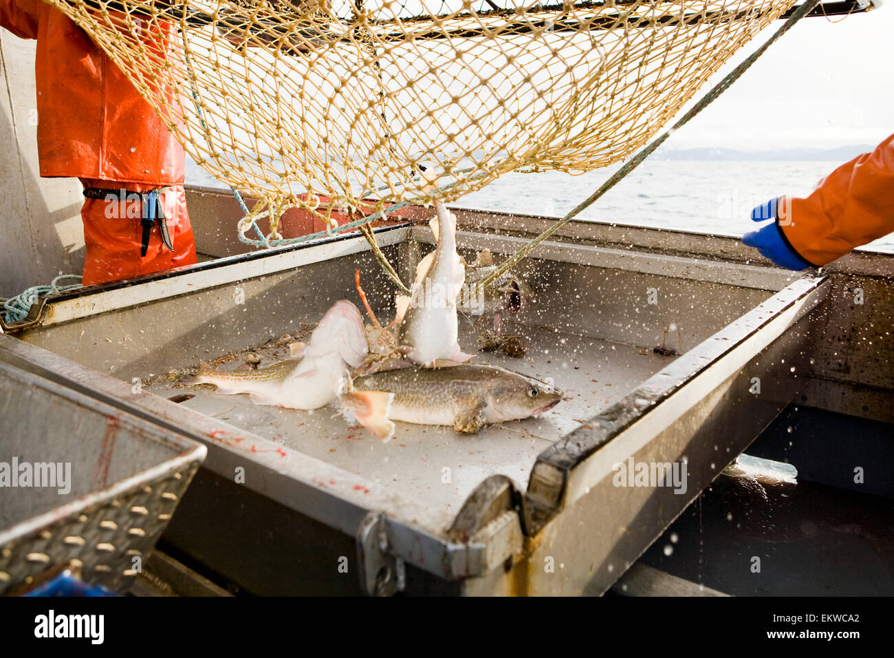 Deckhands Empty A Pot Onto The Deck Of The F/V Centurion, A Commercial