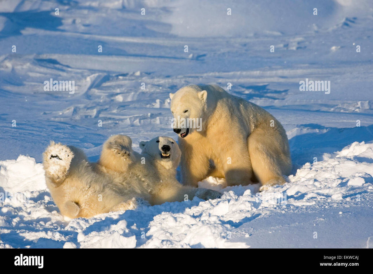 Polar Bears Wrestling And Play Fighting At Churchill, Manitoba, Canada
