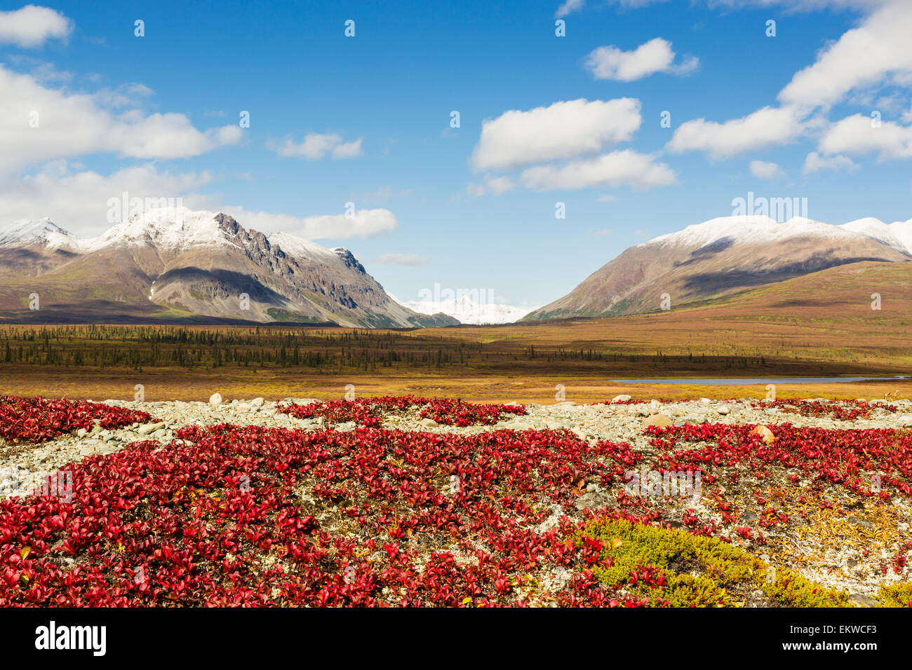 Scenics,USA,Alaska,Bearberry,Mount Moffit Stock Photo