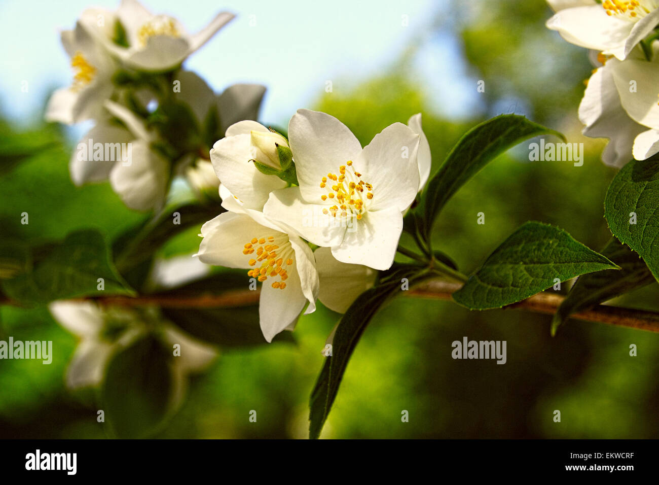 Crab Apple Blossoms Stock Photos & Crab Apple Blossoms Stock Images Alamy