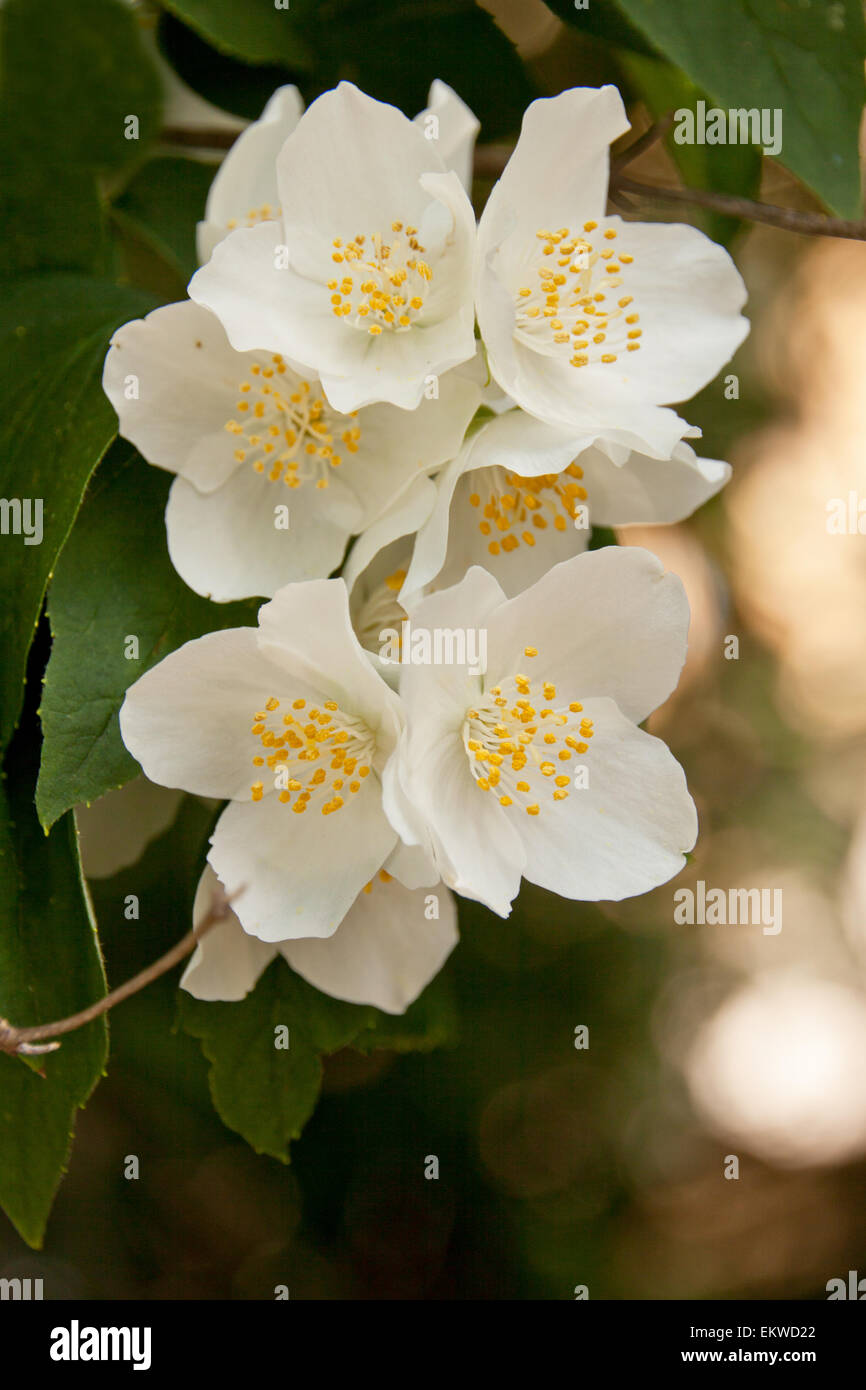 White Apple Blossom flower close up Stock Photo