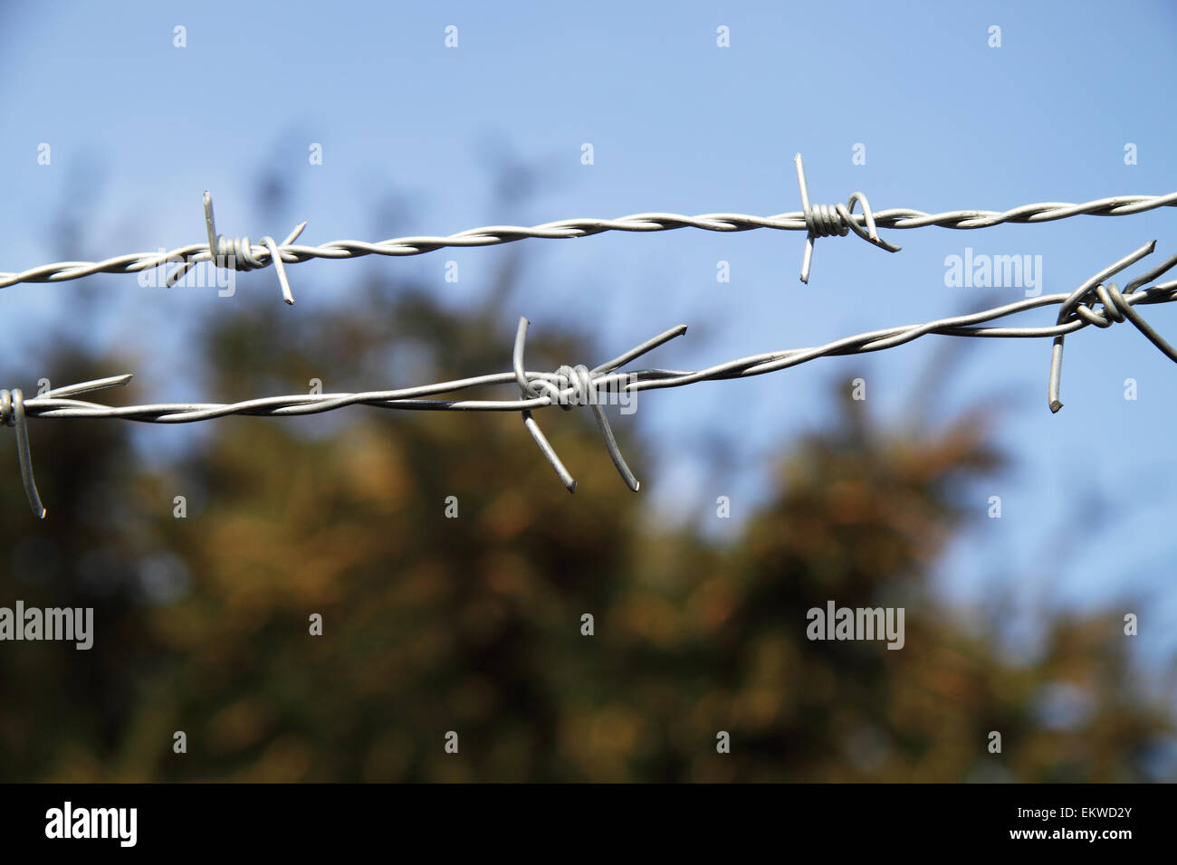 Close up of barbed wire with the blue autumn sky and trees as backdrop Stock Photo