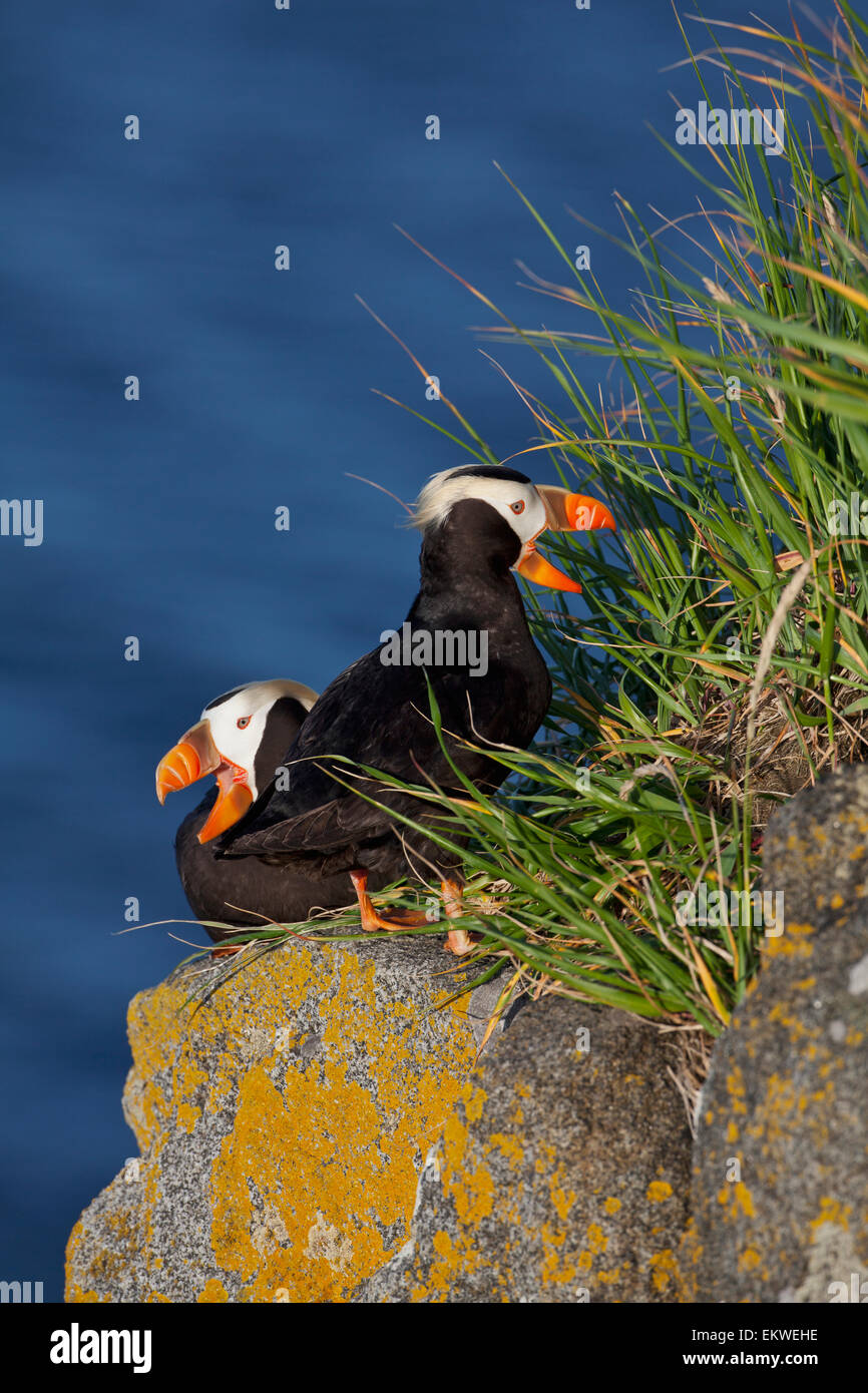 USA,Alaska,Bristol Bay,tufted puffins Stock Photo Alamy